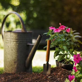 Designing a low maintenance garden